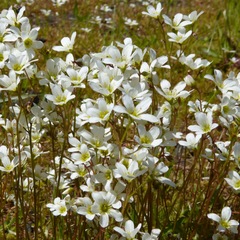 Saxifraga hypnoides