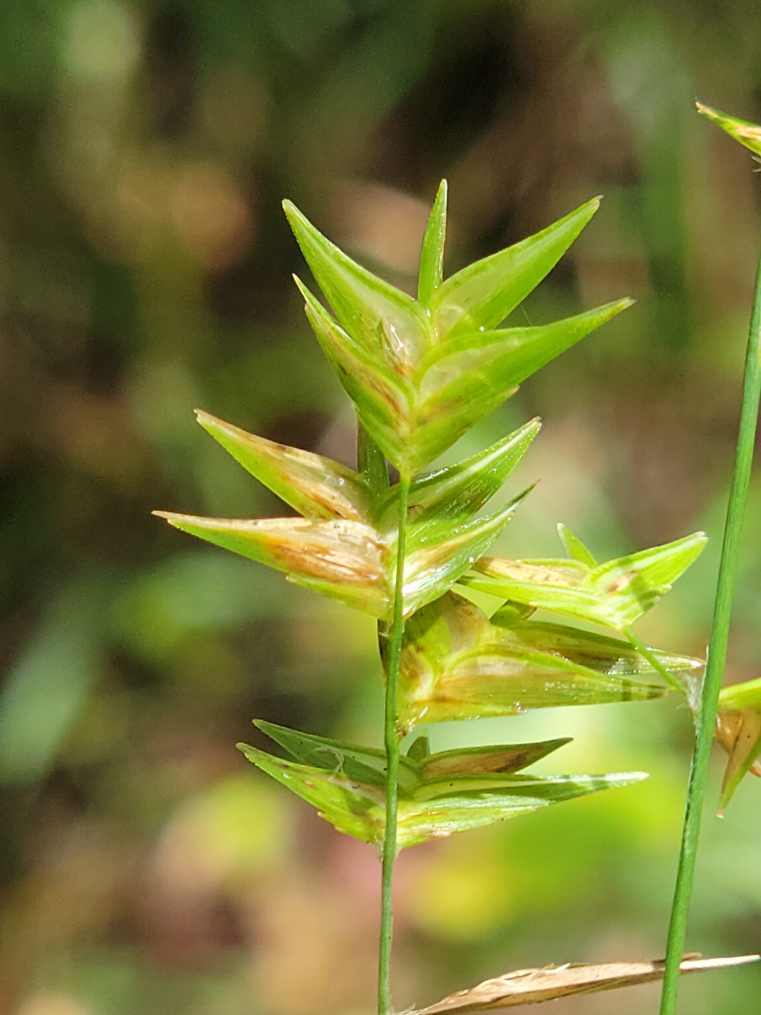 Shiny Woodoats (Chasmanthium nitidum)