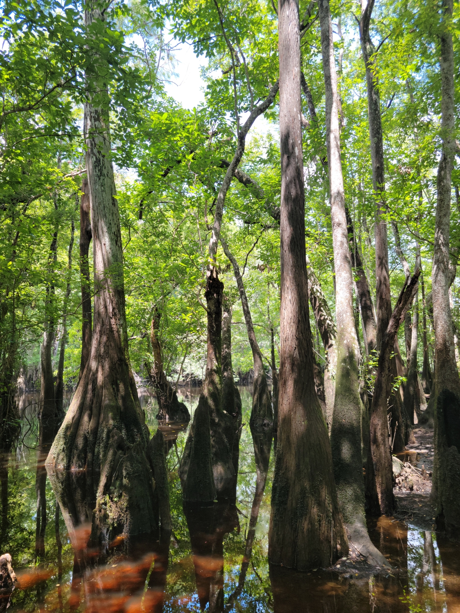 Ogeechee-Lime (Nyssa ogeche)