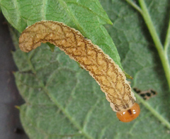 Tenthredo colon