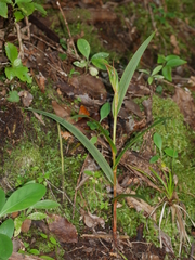 Pterostylis cardiostigma