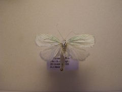 Nymphostola galactina