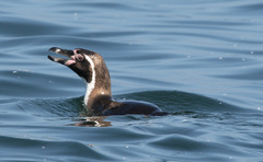 Spheniscus humboldti