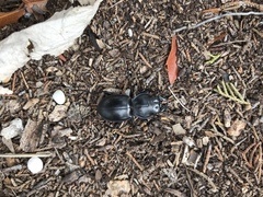 Pasimachus californicus