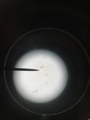 Saccharomycetes