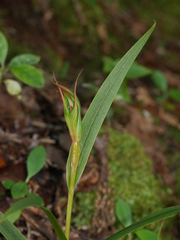 Pterostylis cardiostigma