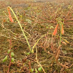 Amaryllidoideae
