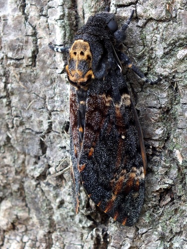 Death's Head Hawkmoth, 4326 Noordwelle, Netherlands, photo 8 of 10