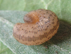 Rhogogaster picta