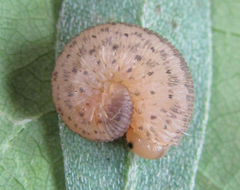 Rhogogaster picta