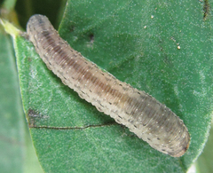 Rhogogaster picta