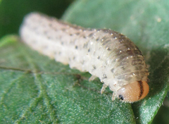 Rhogogaster picta