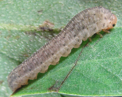 Rhogogaster picta