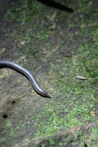 Karinthandan's shield tail