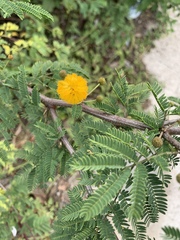 Vachellia insulae-iacobi