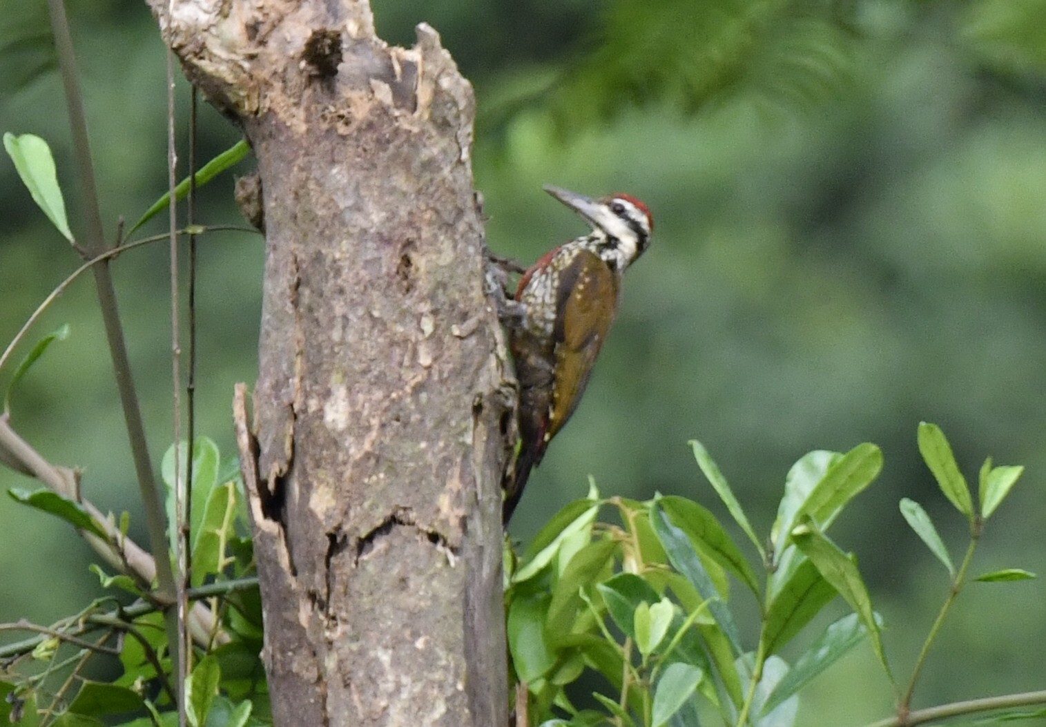Fire-bellied Woodpecker (Chloropicus pyrrhogaster), photo 10