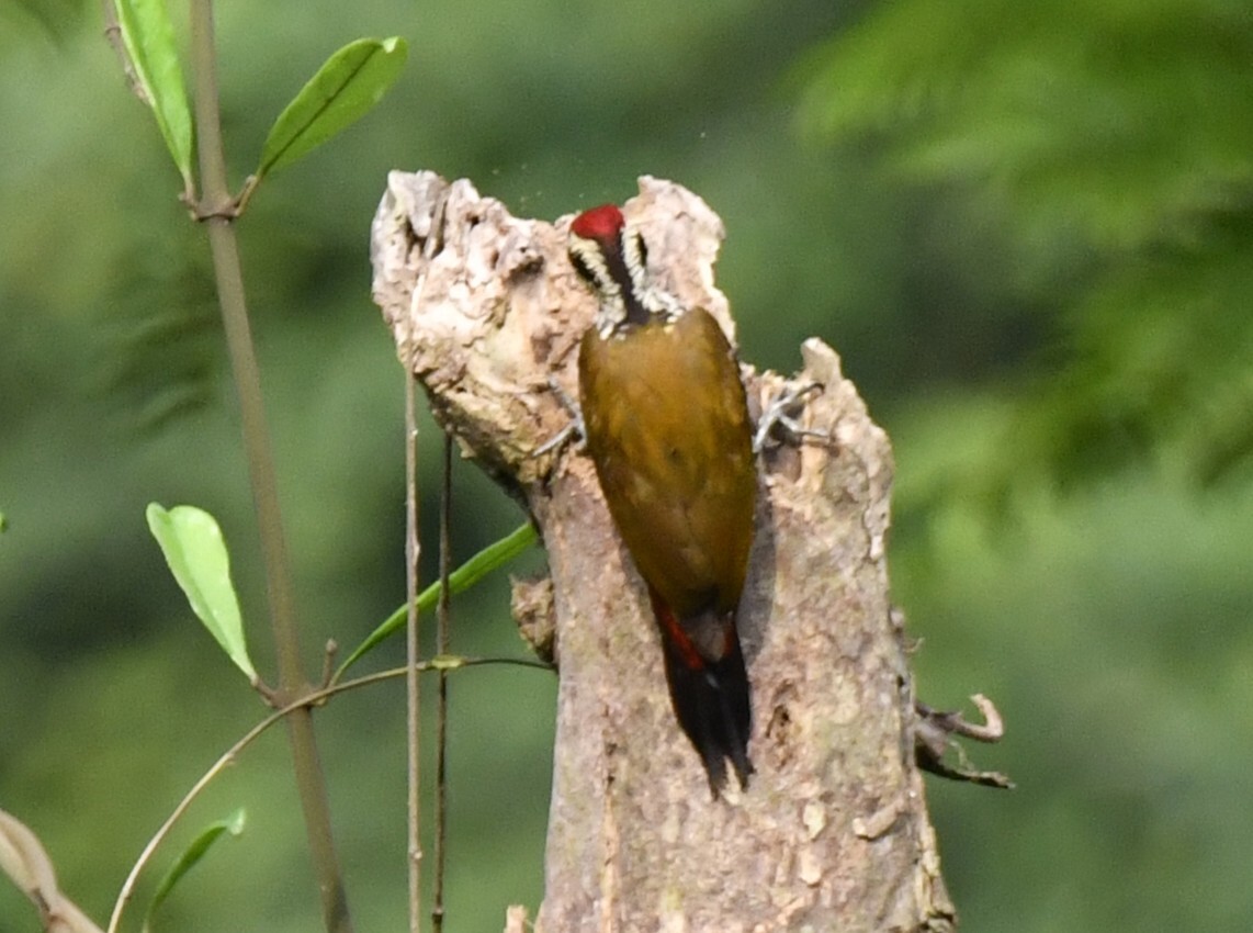 Fire-bellied Woodpecker (Chloropicus pyrrhogaster), photo 9