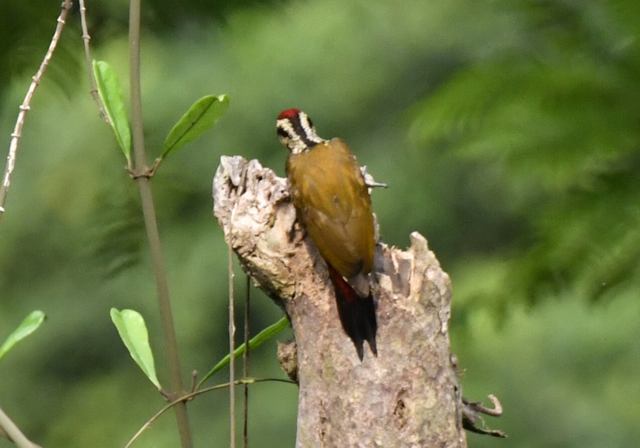 Fire-bellied Woodpecker (Chloropicus pyrrhogaster), photo 8