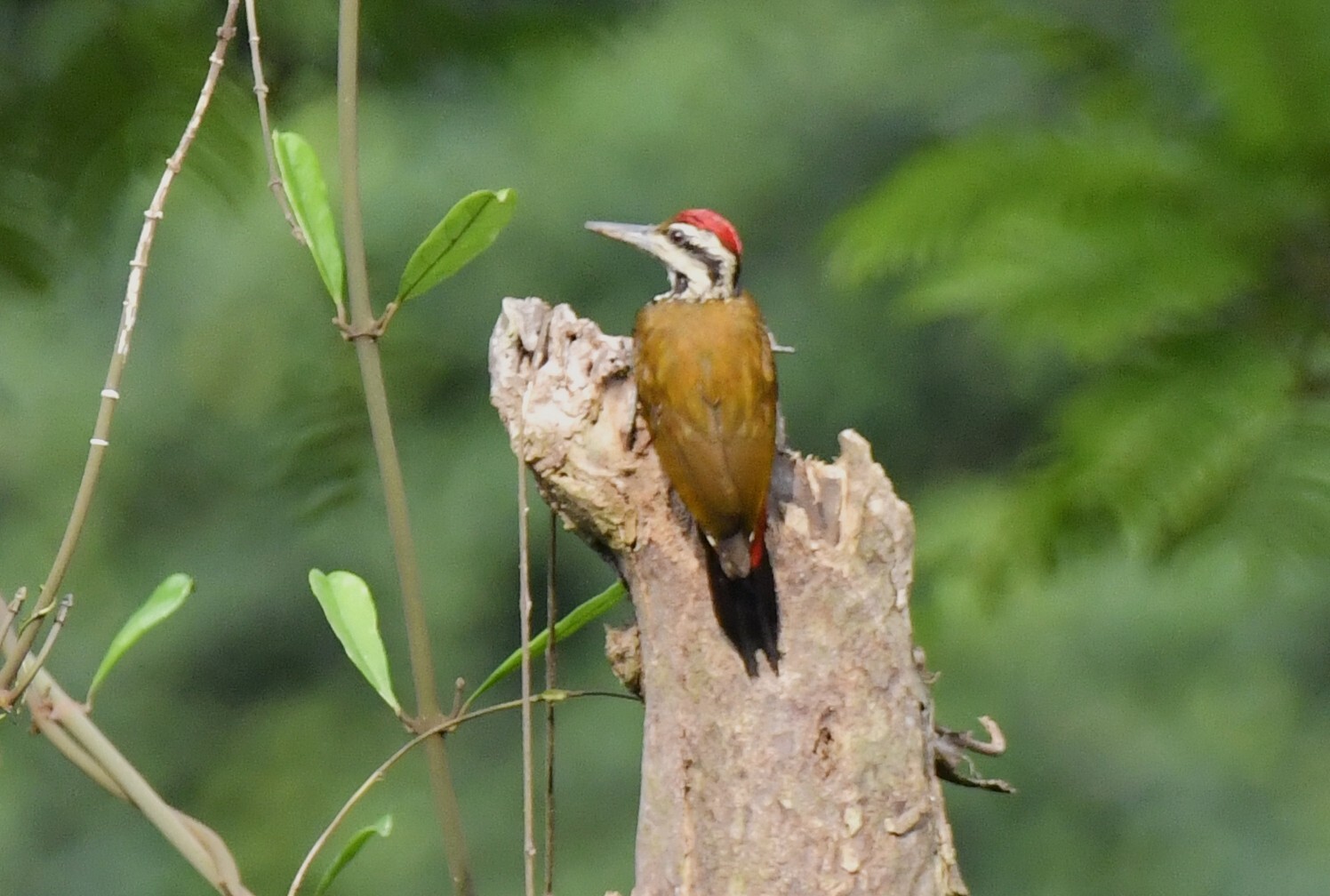 Fire-bellied Woodpecker (Chloropicus pyrrhogaster), photo 7