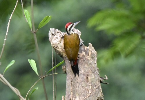 Fire-bellied Woodpecker (Chloropicus pyrrhogaster), photo 6