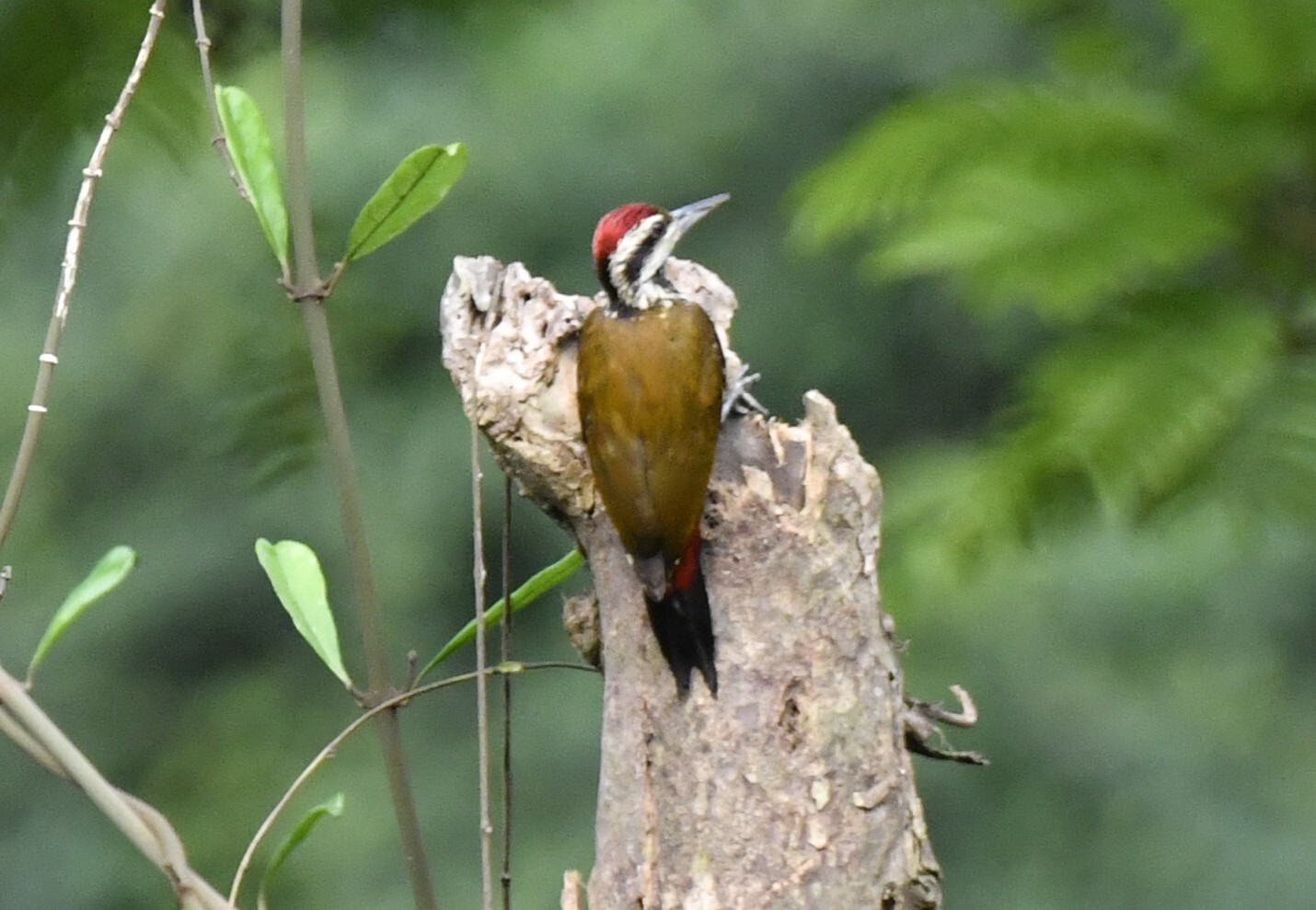 Fire-bellied Woodpecker (Chloropicus pyrrhogaster), photo 6