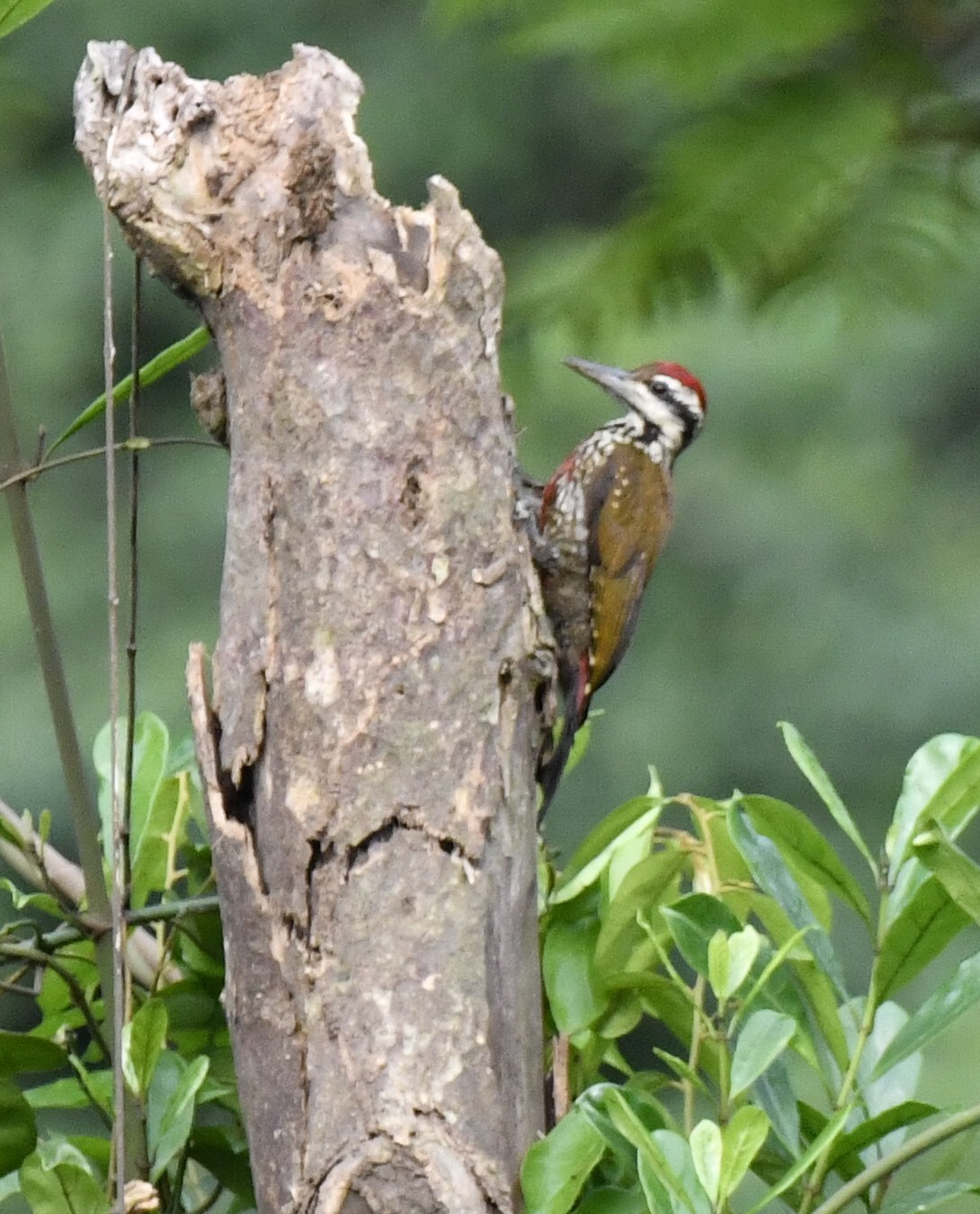 Fire-bellied Woodpecker (Chloropicus pyrrhogaster), photo 3