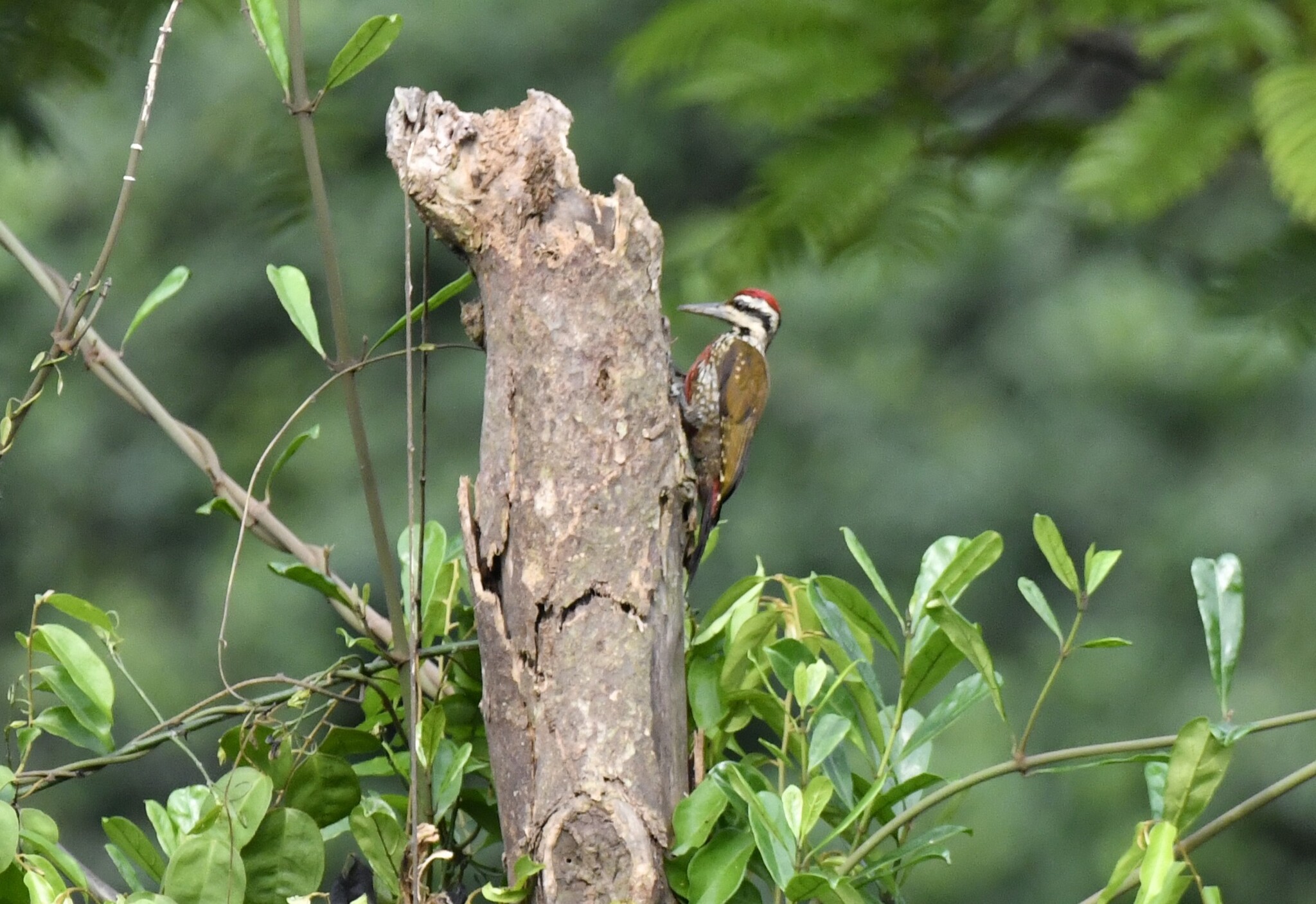 Fire-bellied Woodpecker (Chloropicus pyrrhogaster), photo 5