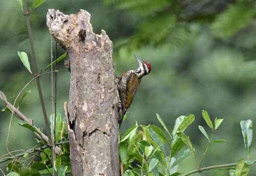 Fire-bellied Woodpecker (Chloropicus pyrrhogaster), photo 2