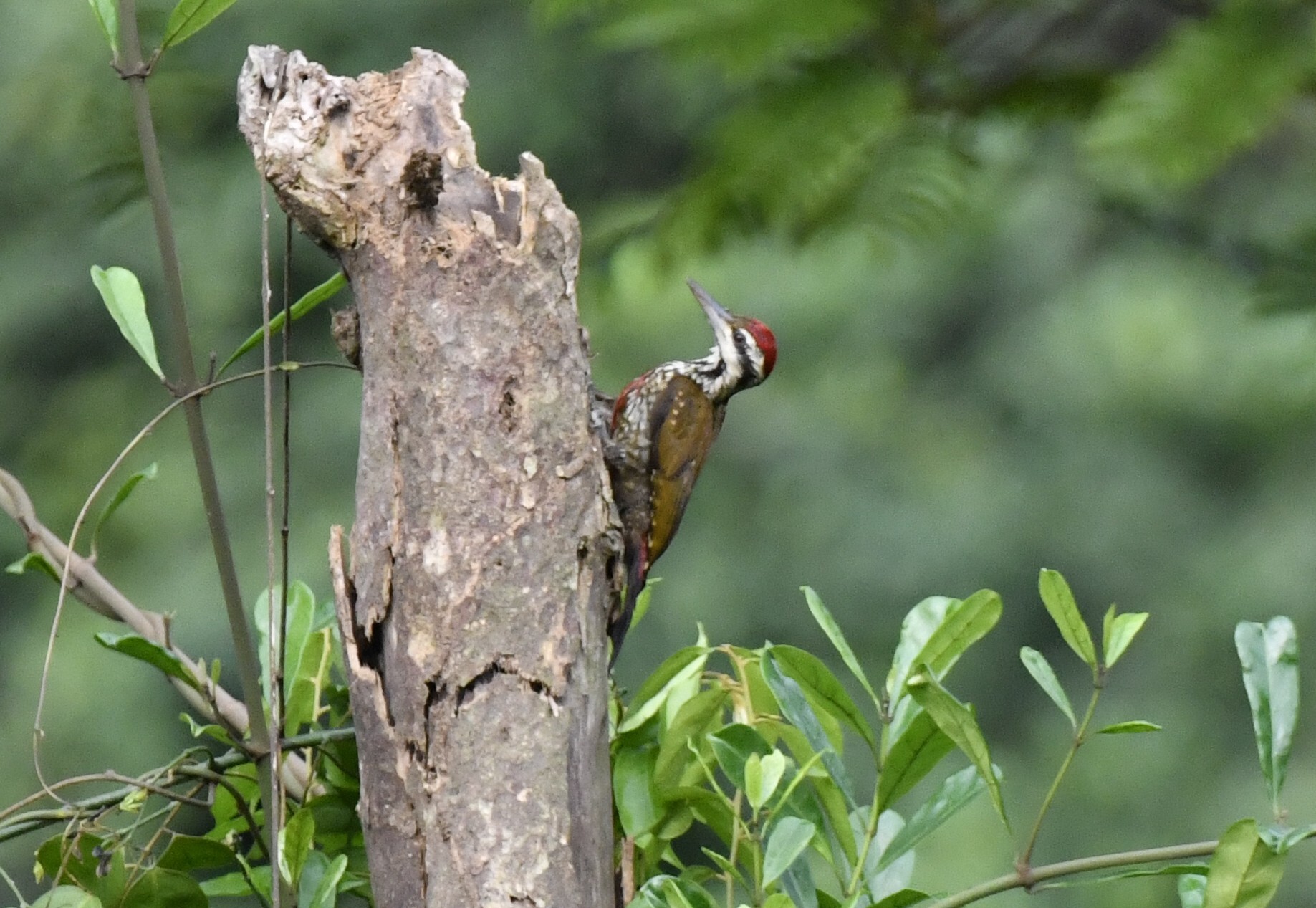 Fire-bellied Woodpecker (Chloropicus pyrrhogaster), photo 2