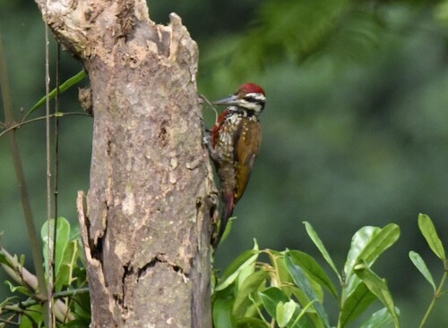 Fire-bellied Woodpecker (Chloropicus pyrrhogaster), photo 4