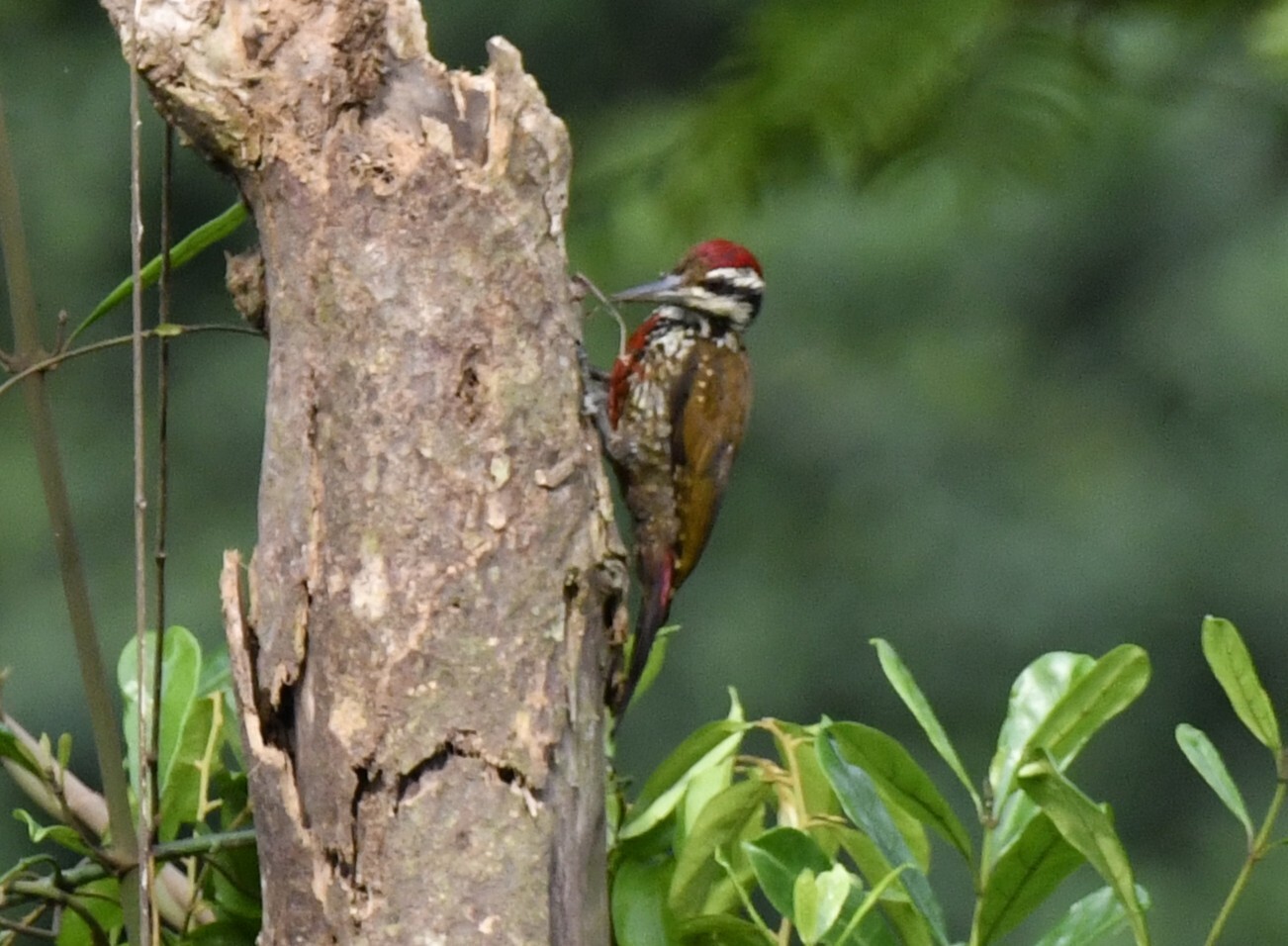 Fire-bellied Woodpecker (Chloropicus pyrrhogaster), photo 4