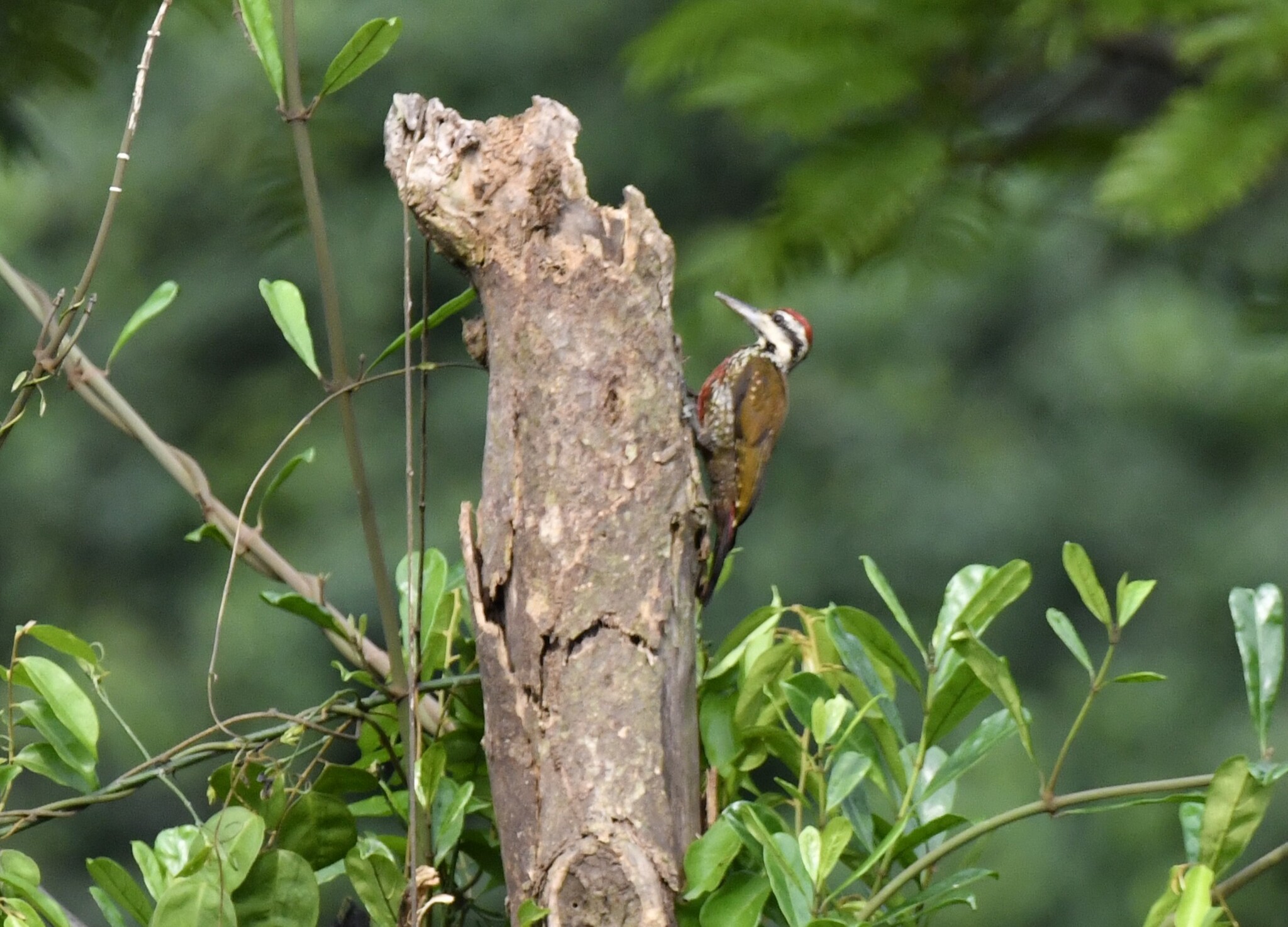 Fire-bellied Woodpecker (Chloropicus pyrrhogaster), photo 1
