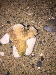 Pocillopora capitata