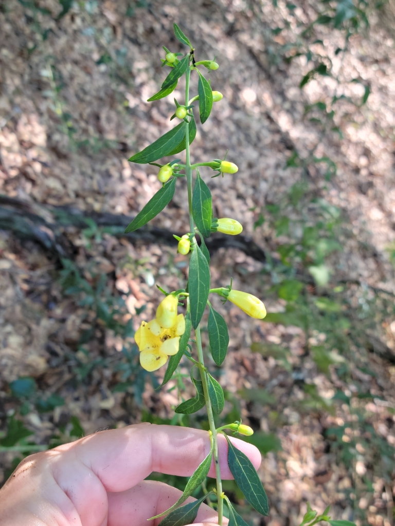 Smooth yellow false foxglove (Aureolaria flava)