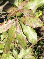 Pseudomonas