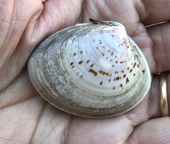 Meretrix petechialis