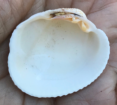 Periglypta reticulata