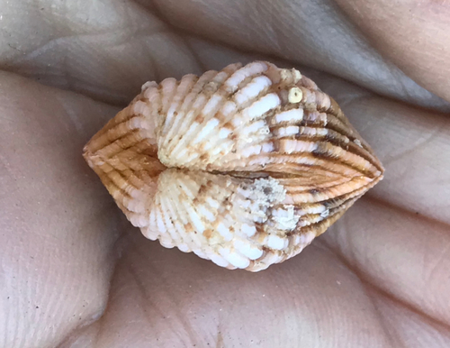 Cardites grayi