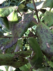 Pseudomonas