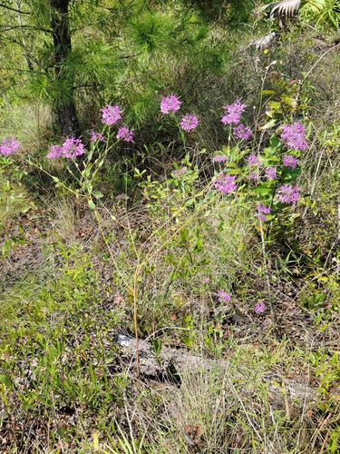 Sessileleaf Pinelandcress (Warea sessilifolia)