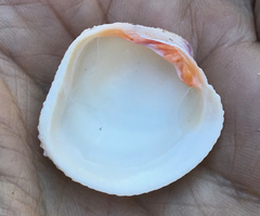 Periglypta reticulata