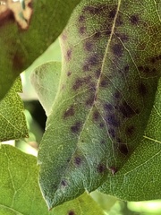 Pseudomonas