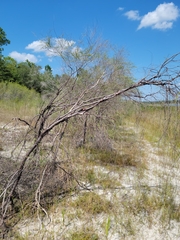 Hypericum lissophloeus, photograph (c) Jay Horn, some rights reserved (CC BY)