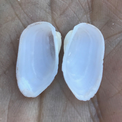 Calloarca tenella