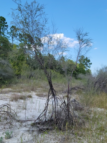 Hypericum lissophloeus, photograph 6
