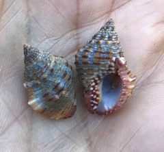 Gemophos sanguinolentus