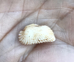 Acar gradata