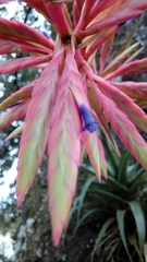 Tillandsia gymnobotrya