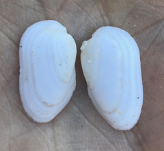 Calloarca tenella