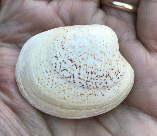 Representative image of Pitar